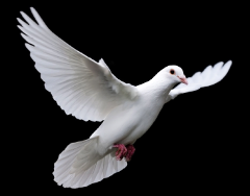 The Holy Spirit and Grace - Grade 3-5